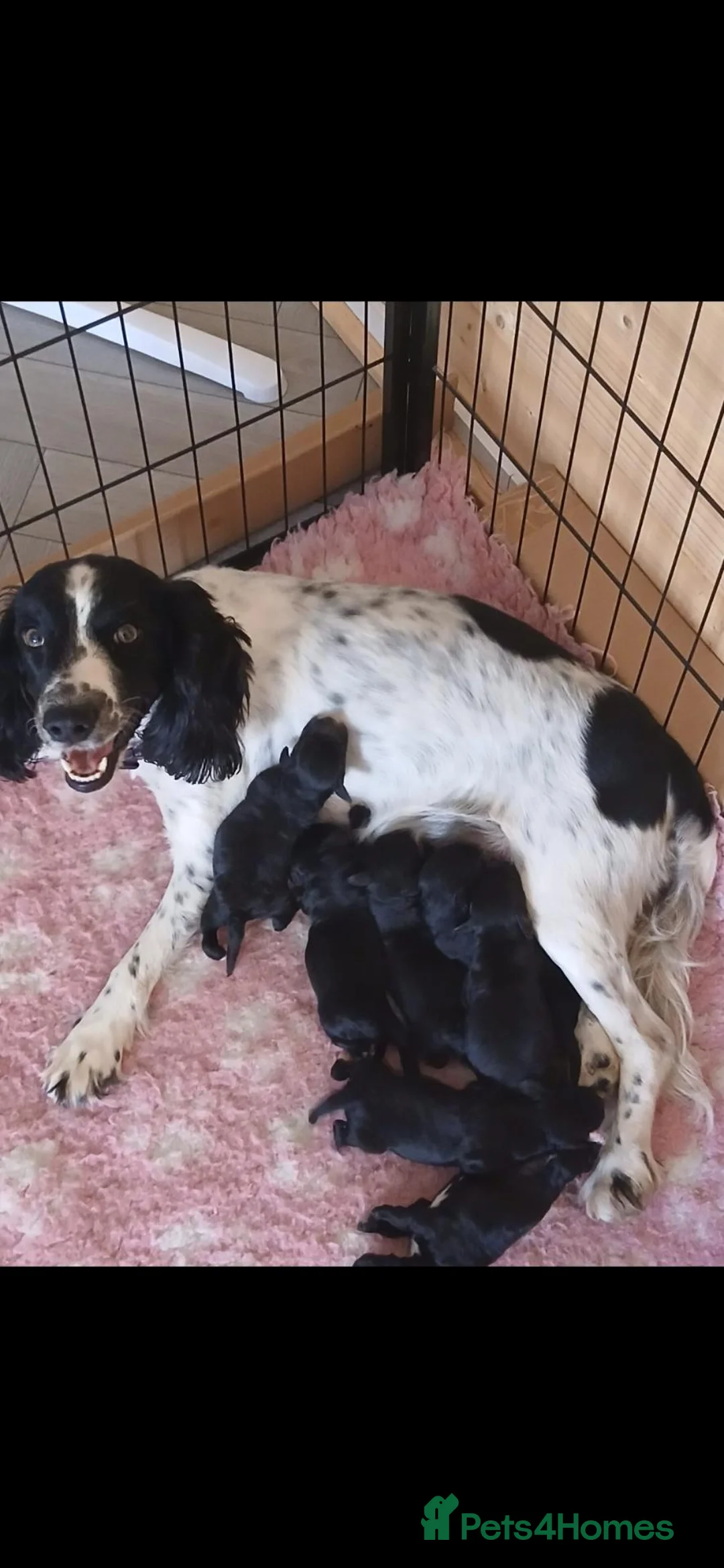 Cockapoo dogs for sale: F1 litter of cockapoo pups for sale  - Advert 2