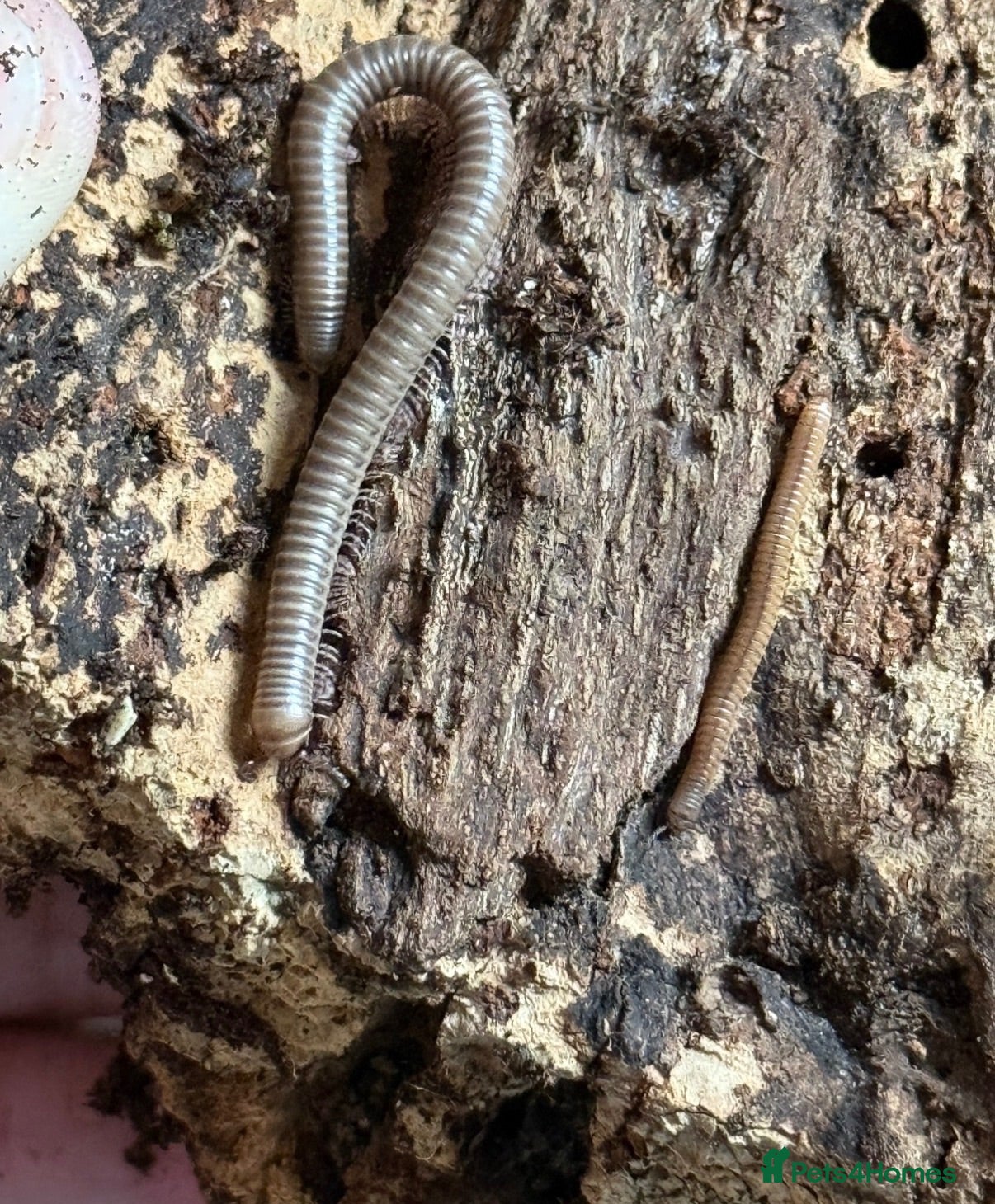 Millipedes invertebrates Ghana olive speckled leg giant millipedes  - Advert 1