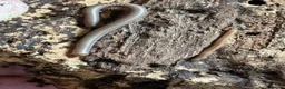 Millipedes invertebrates for sale: Ghana olive speckled leg giant millipedes  - Advert 1