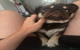 Pug dogs for sale: Chocolate pug for sale - Image 2