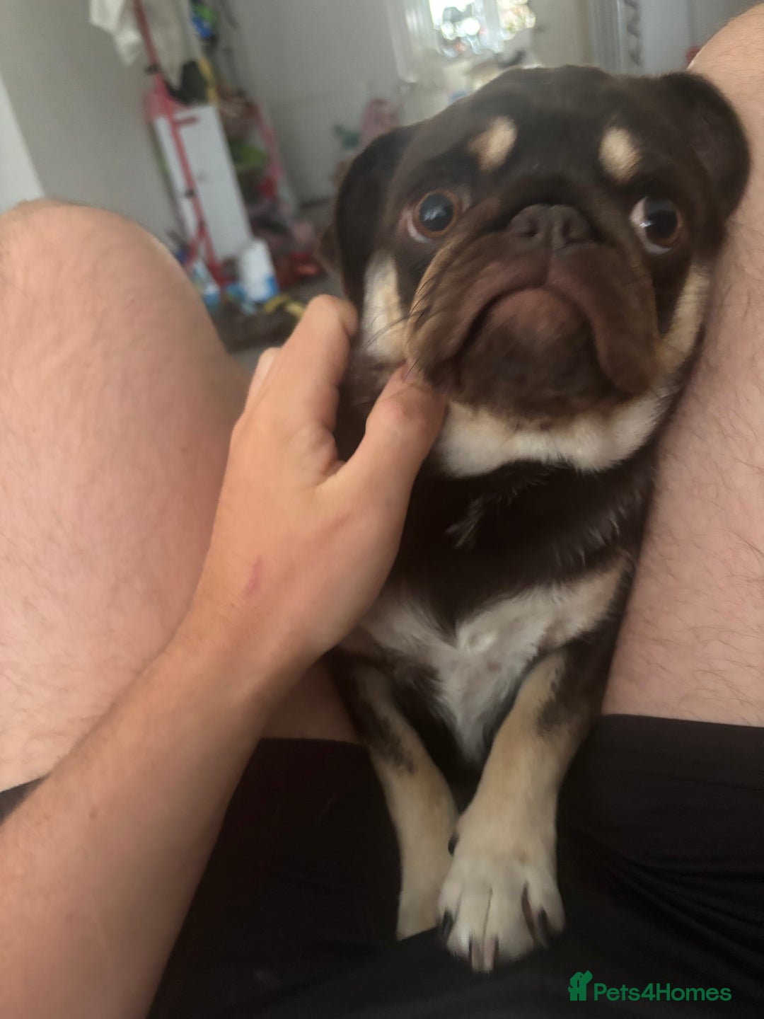 Pug dogs for sale: Chocolate pug for sale - Image 2