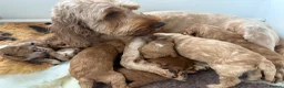 Cockapoo dogs for sale: Beautiful miniature cockapoo puppies  - Advert 1