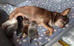 Chihuahua dogs for sale: 🐾 Adorable Chihuahua Puppies for Sale 🐾 - Image 1