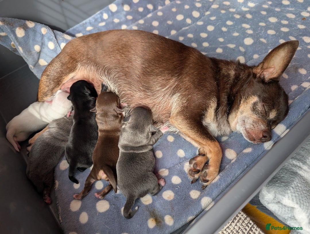 Chihuahua dogs for sale: 🐾 Adorable Chihuahua Puppies for Sale 🐾 - Image 1