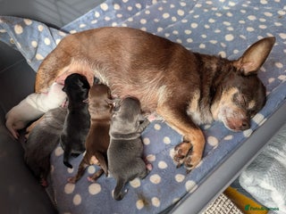 Chihuahua dogs - Advert 4