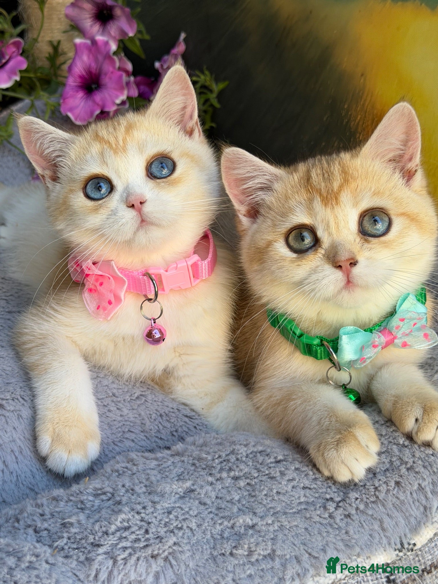 British Shorthair cats Unique British shorthair golden kittens  - Advert 7