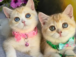 British Shorthair cats Unique British shorthair golden kittens - Advert 7
