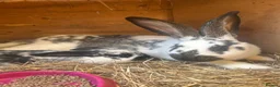 Mixed Breed rabbits for sale: Gorgeous French lop cross in Deal - Advert 6