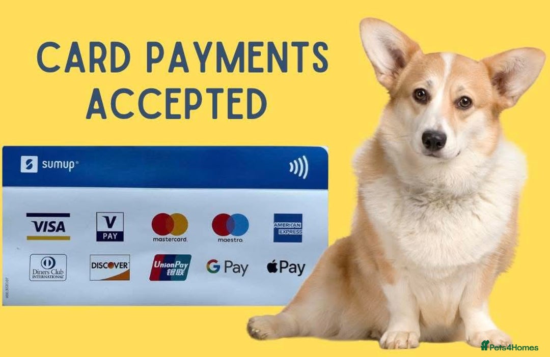 Miniature Dachshund dogs for sale: miniature longhaired dachshund's - Advert 14