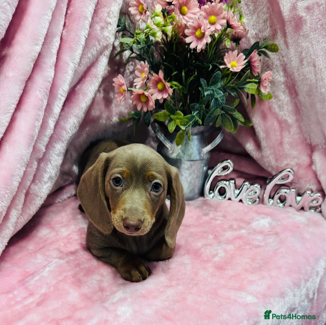 Miniature Dachshund dogs for sale: Miniature dachshunds - Advert 36