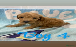 Cockapoo dogs for sale: Beautiful cockapoo pups - Image 9