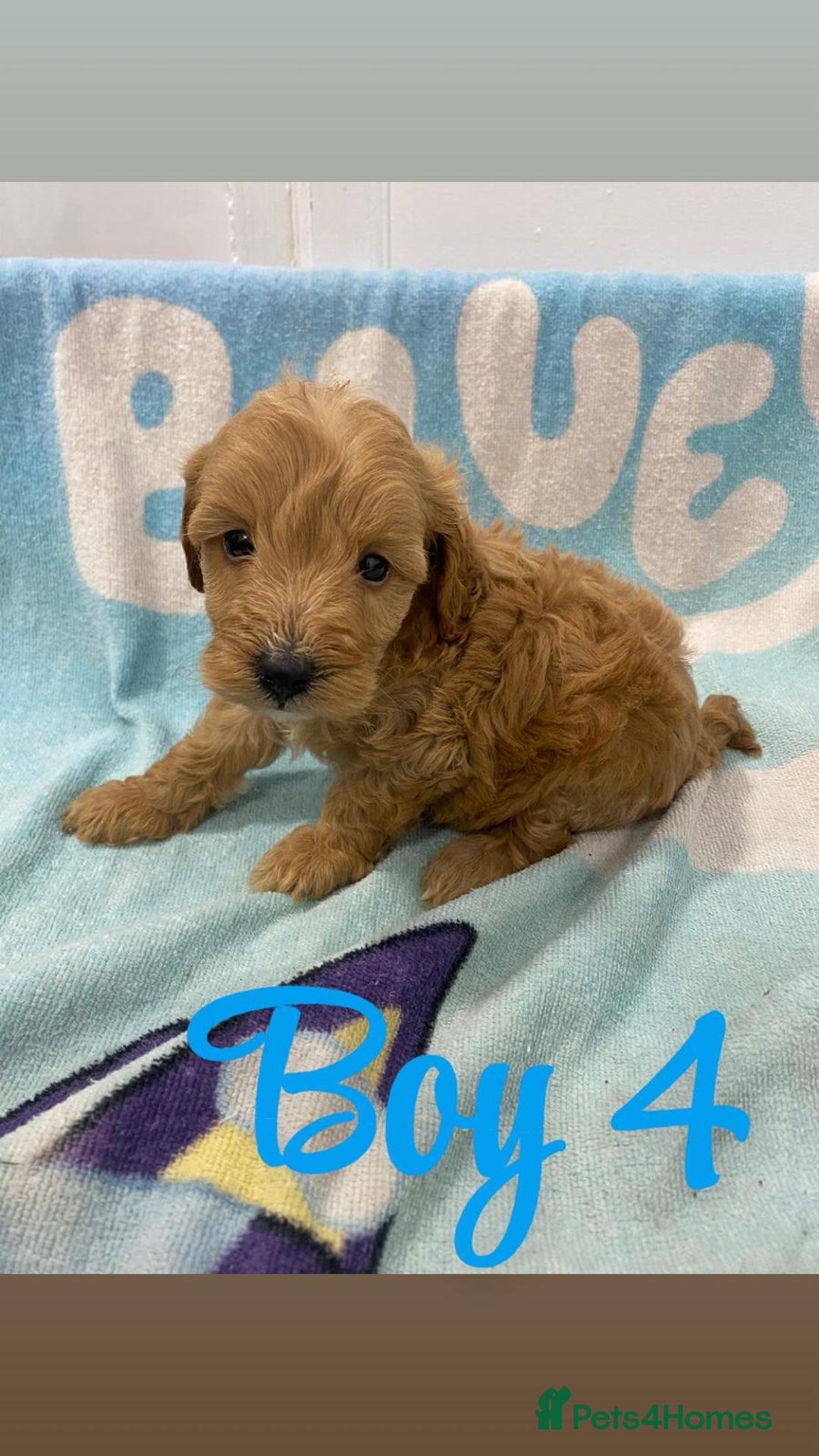 Cockapoo dogs for sale: Beautiful cockapoo pups - Image 9
