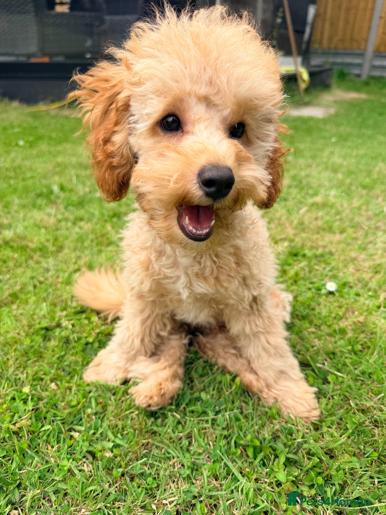 Toy Poodle dogs Beautiful health tested toy poodles  - Advert 2