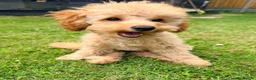Toy Poodle dogs for sale: 1 boy available healthtested beautiful toy poodle  - Advert 2