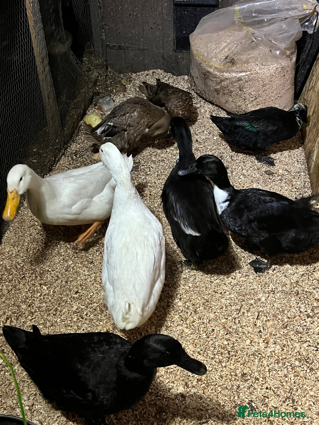Ducks poultry for sale: Ducks Healthy  & Ready for New Homes! 🦆 - Advert 1