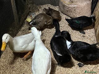 Ducks poultry Ducks Healthy & Ready for New Homes! 🦆 - Advert 2