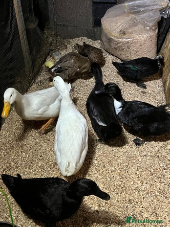 Ducks poultry Ducks Healthy & Ready for New Homes! 🦆 - Advert 1