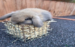 Mini Lop rabbits for sale: Mini lops 2 litters 2 + 5 - Image 13