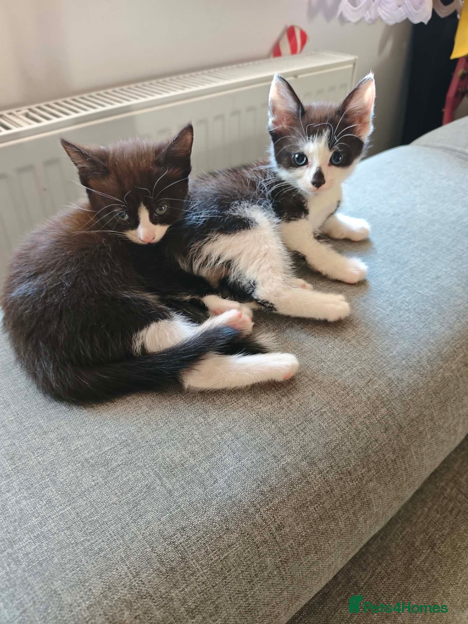 Maine Coon cats Maine coon cross kittens  - Advert 4