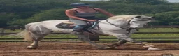 Irish Sports horses for sale: Fun forward and super !! Yard Legend  - Advert 3