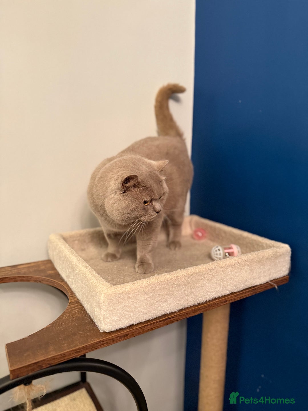 British Shorthair cats for sale: Neutered GCCG CHAMPION lilac Male - Image 3
