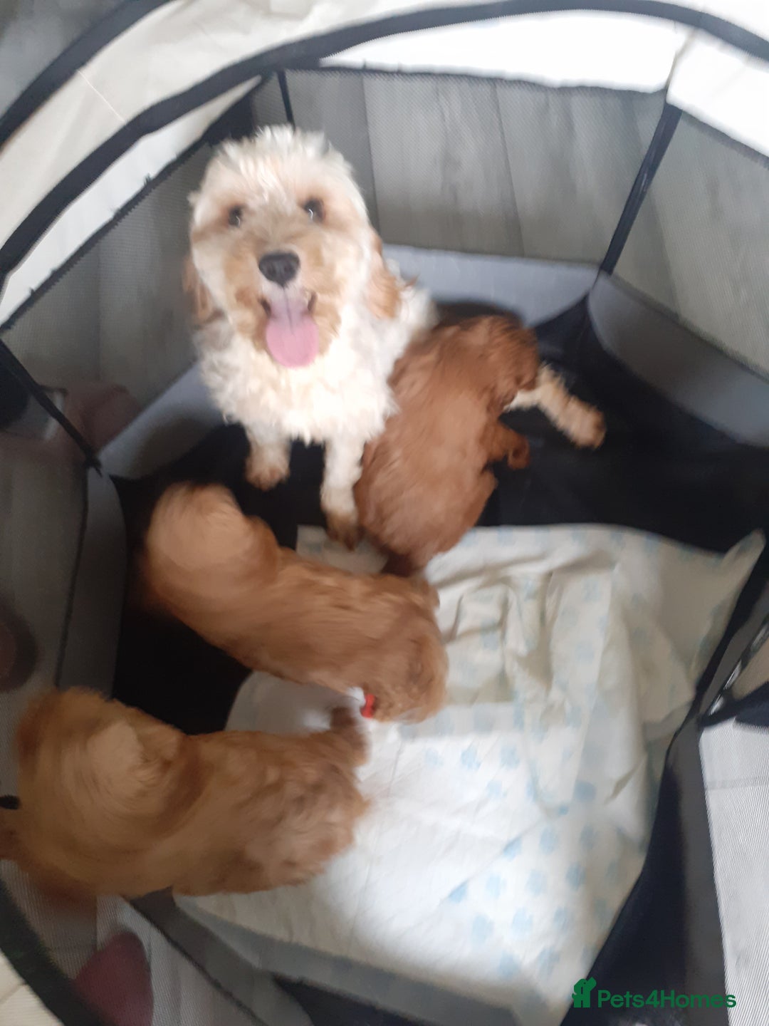 Cavapoo dogs for sale: Miniture F1 cavapoo pups  - Image 3