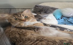 Persian cats for sale: Persian chinchilla ragdoll kittens - Image 20