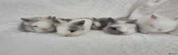 Lionhead rabbits for sale: Double mane lionhead rabbits seal point - Advert 3