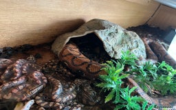 Boa Snake reptiles for sale: Brazilian rainbow boa babies  - Image 16