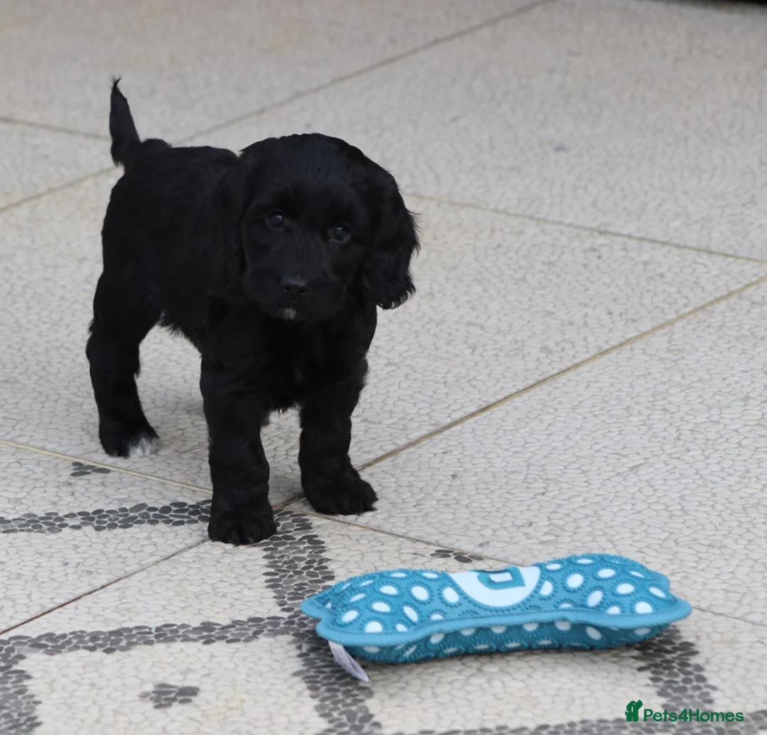 Cockapoo dogs for sale: F1 Cockapoo puppies for sale - Advert 3