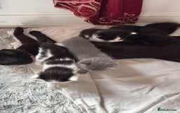 British Shorthair cats for sale: 3 kitty’s  - Image 1