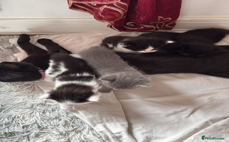 British Shorthair cats - Advert 13