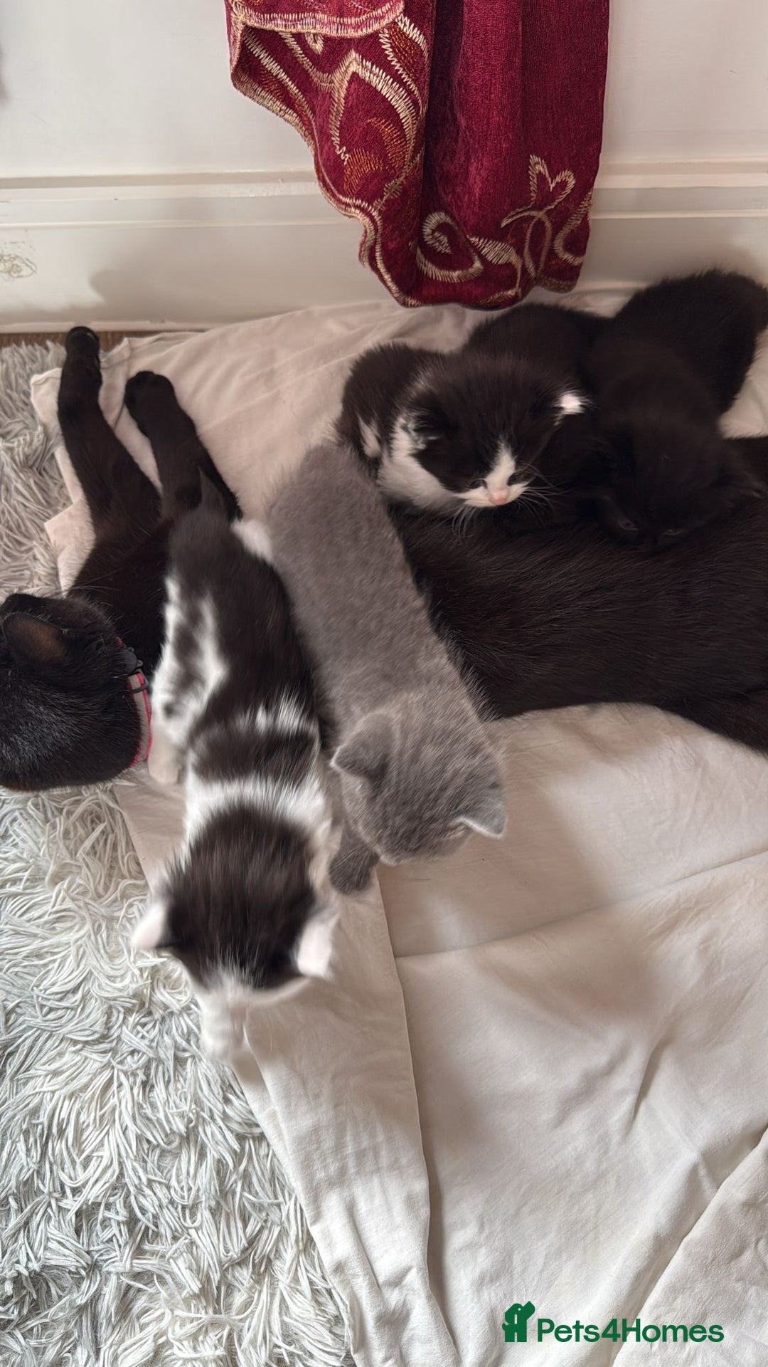 British Shorthair cats for sale: 3 kitty’s  - Image 1