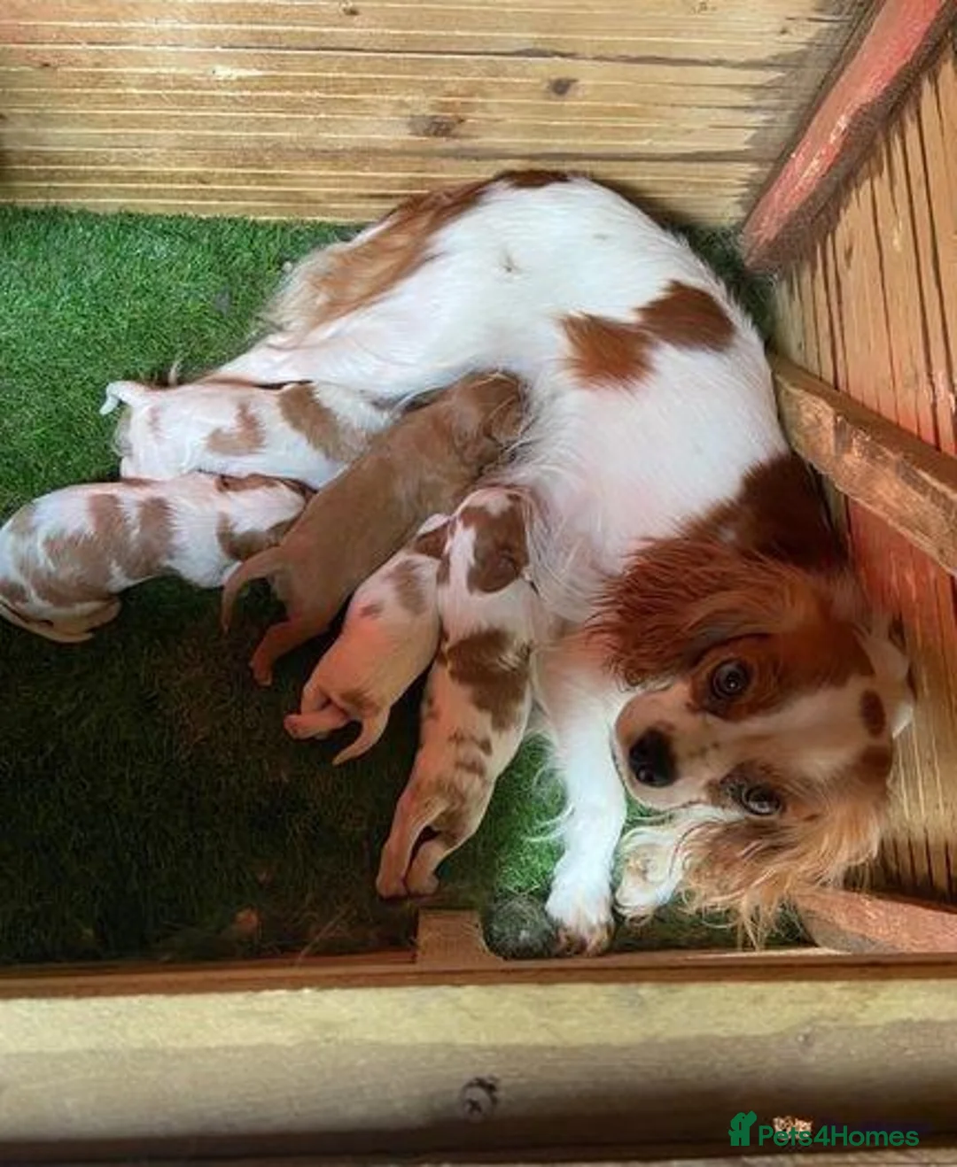Cavalier King Charles Spaniel dogs for sale: Last girl remaining - Advert 2
