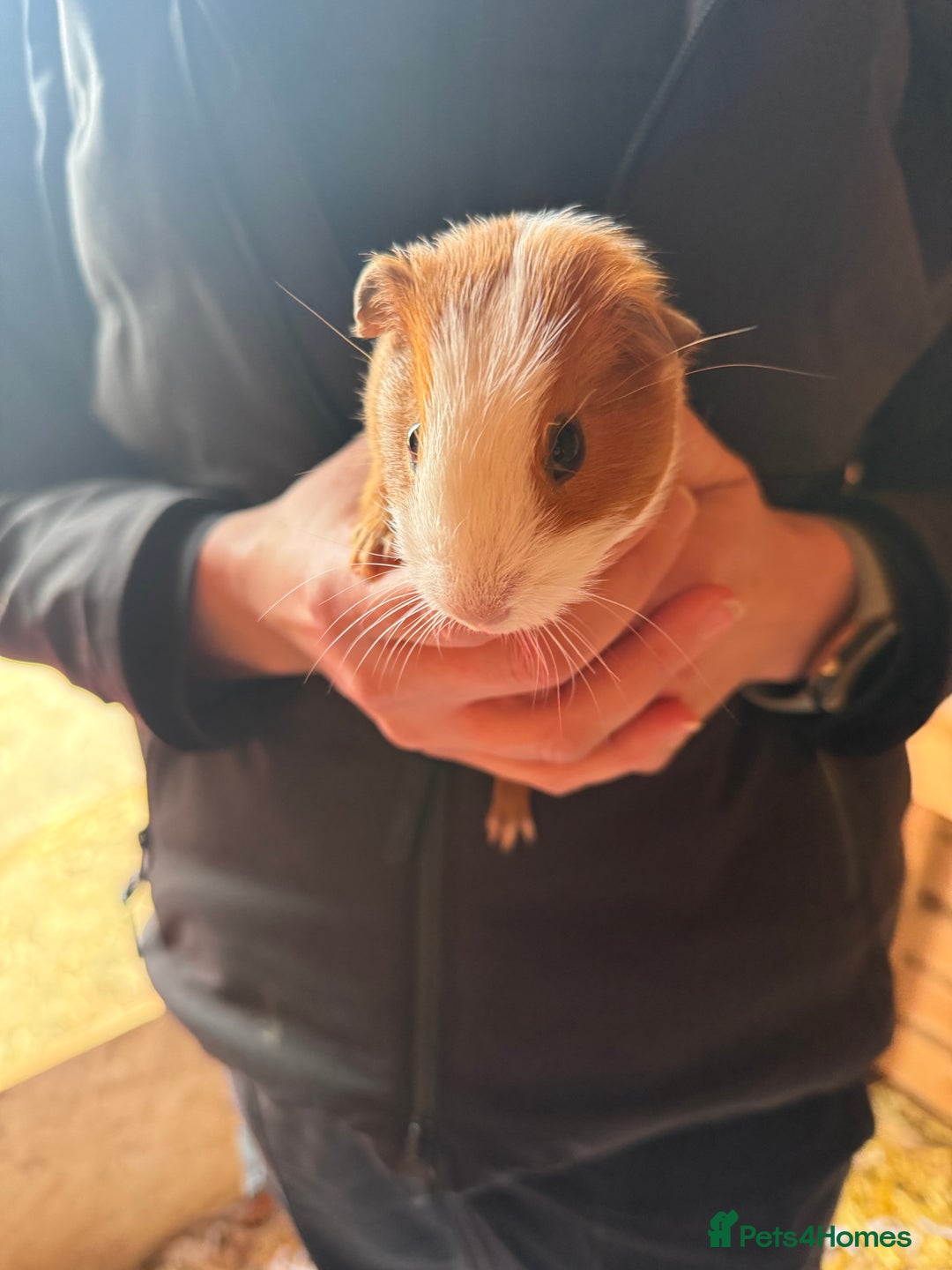 Guinea Pig rodents for sale: Baby Guinea Pigs - Advert 6