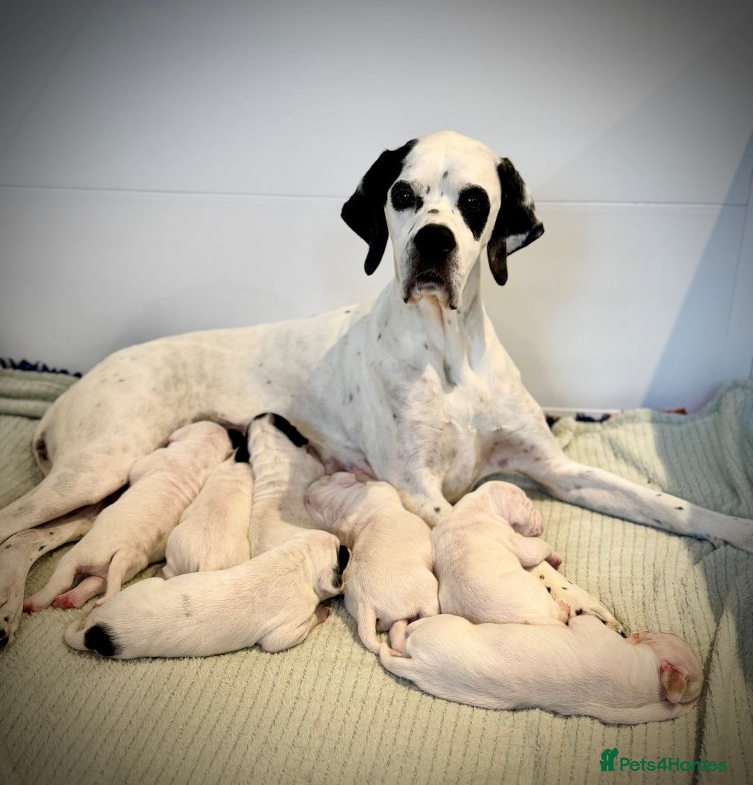 Pointer dogs for sale: Beautiful well bred pointer puppies - Image 8