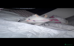 Ragdoll cats for sale: Beautiful Ragdoll kittens  - Image 3