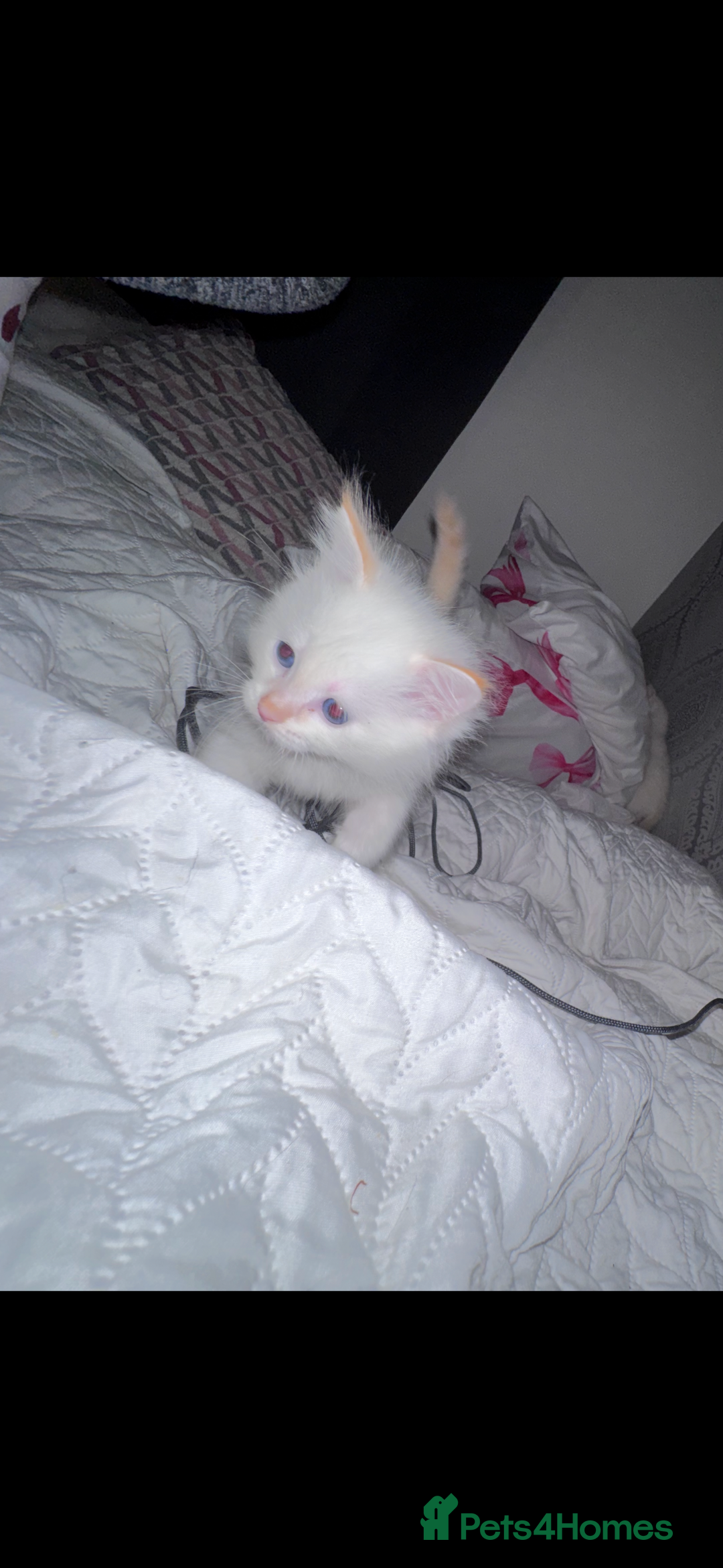 Ragdoll cats for sale: Beautiful Ragdoll kittens  - Image 3