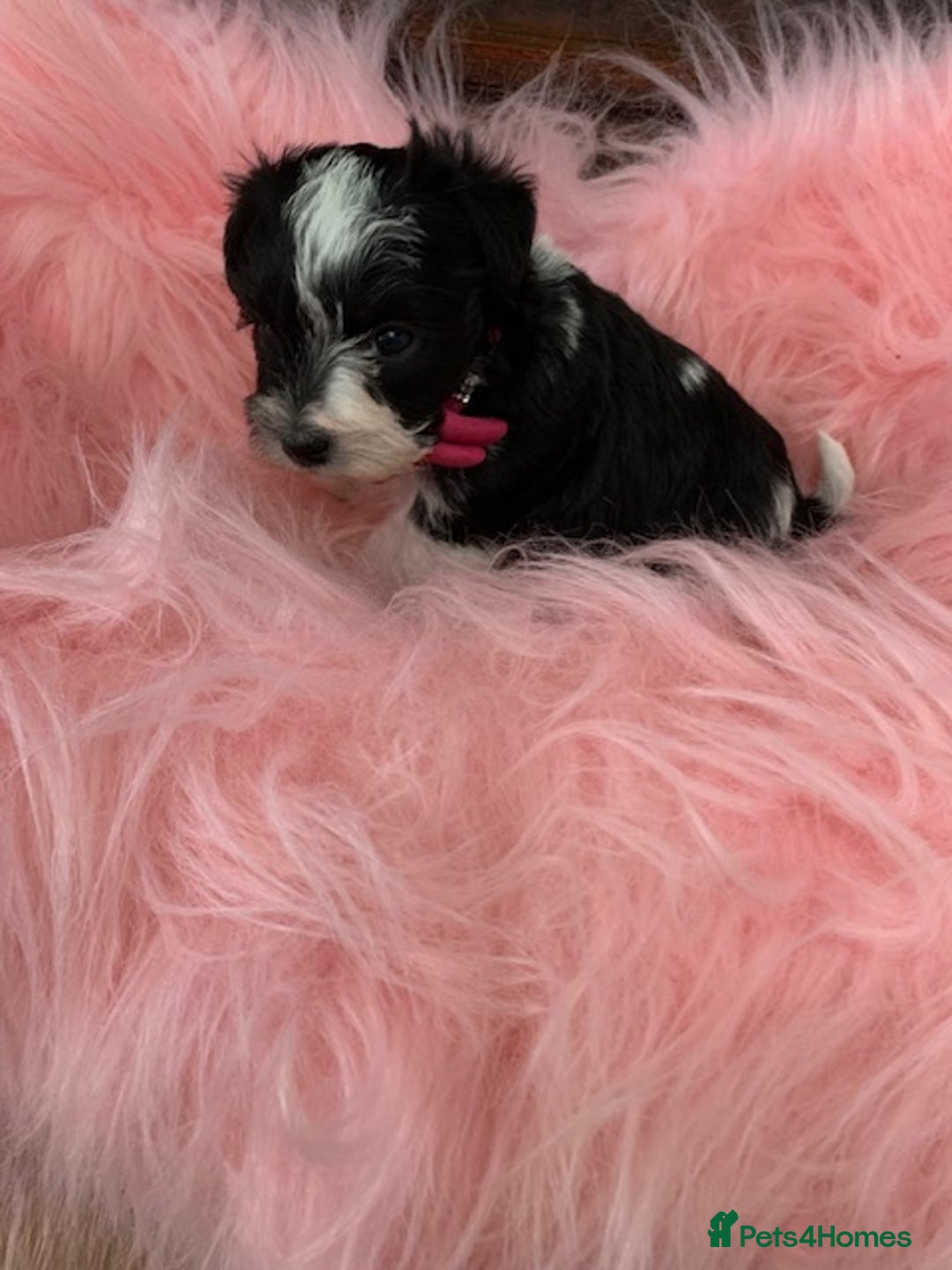 Miniature Schnauzer dogs for sale: 5* LICENSED - KC MINI (TOY) SCHNAUZER CHOCOLATE  - Advert 22