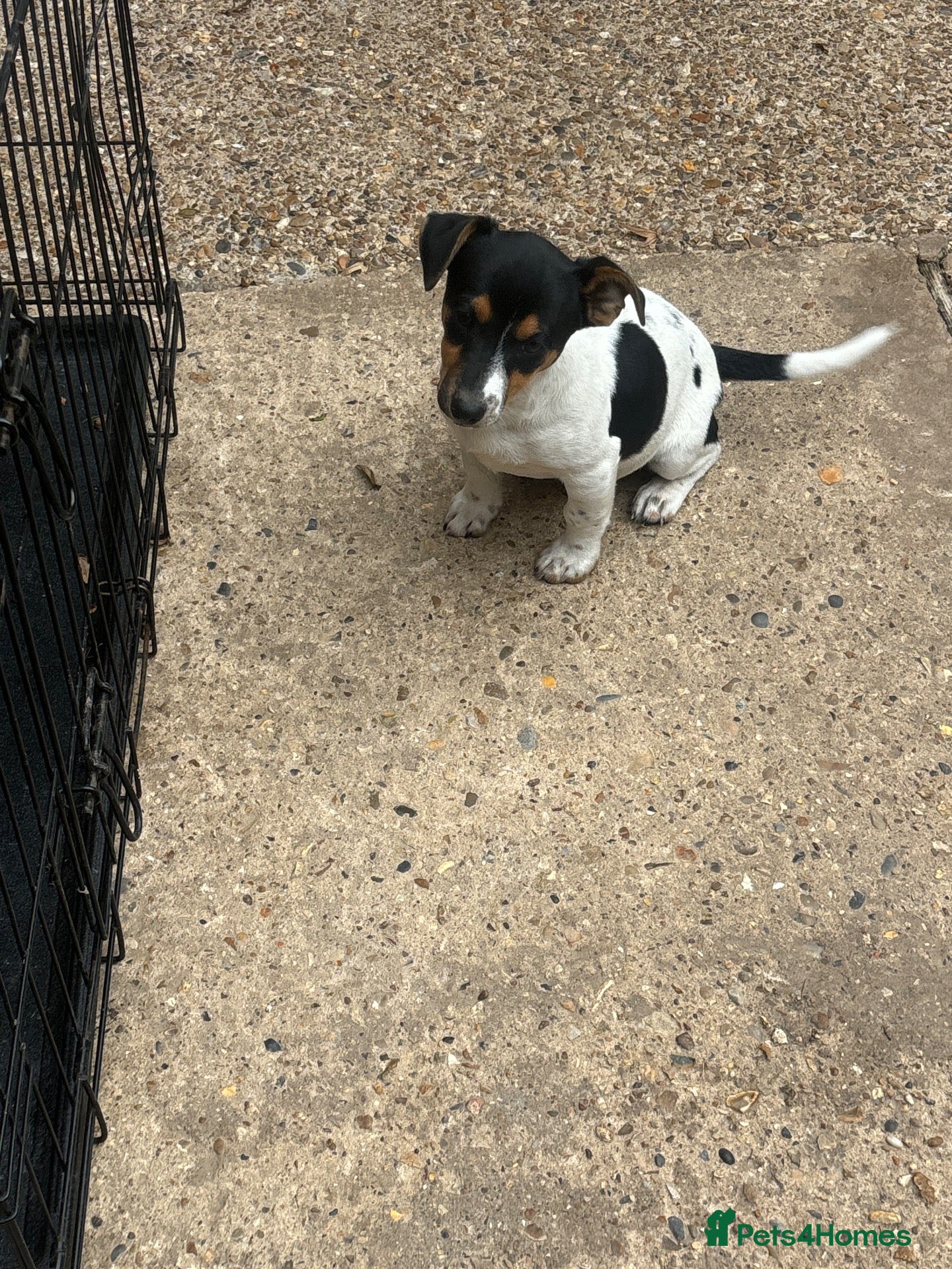 Jack Russell dogs Jack Russell boy  - Advert 1