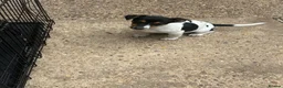 Jack Russell dogs for sale: Jack Russell boy  - Advert 1
