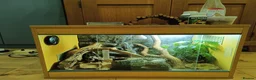 Leopard Gecko reptiles for sale: Rescue Leopard Gecko with full enclosure - Advert 6
