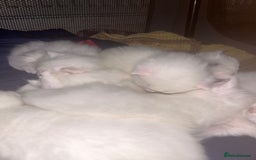 Turkish Angora cats for sale: Last Turkish angora girl - Image 7