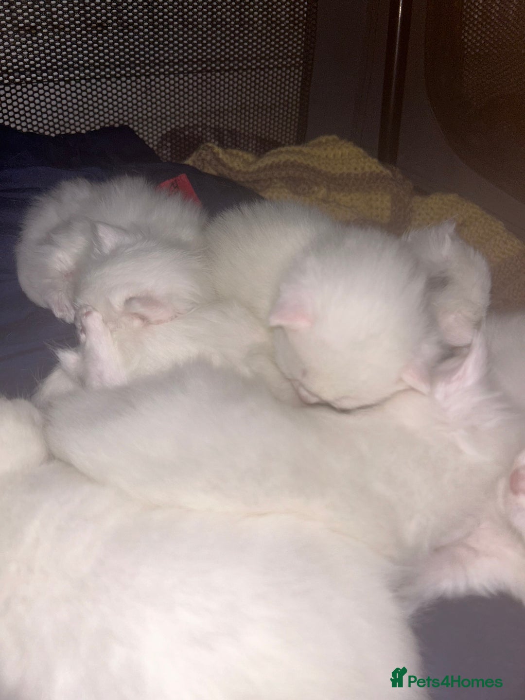 Turkish Angora cats for sale: Last Turkish angora girl - Image 7