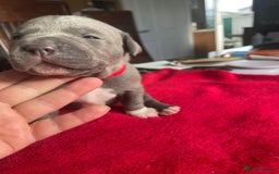Staffordshire Bull Terrier dogs for sale: Mariusz  - Image 25