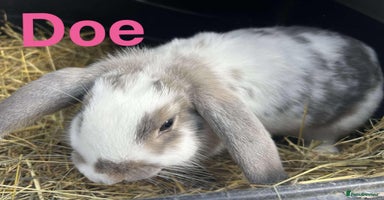 French Lop rabbits in Doncaster - Advert 12