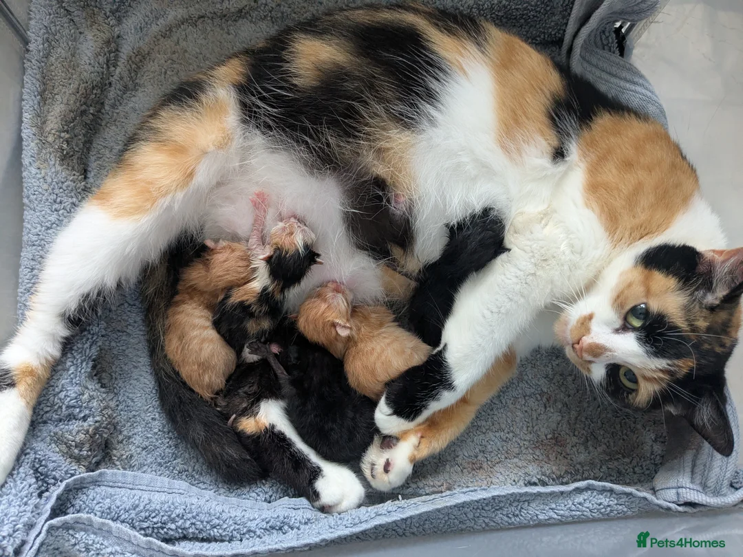 Mixed Breed cats for sale: 4 Kittens - Mother Half Ragdoll - Advert 1