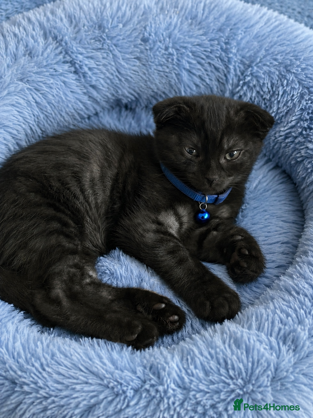 Mixed Breed cats Gorgeous💙 BSH& Scottish Fold Male Kitten - Advert 2