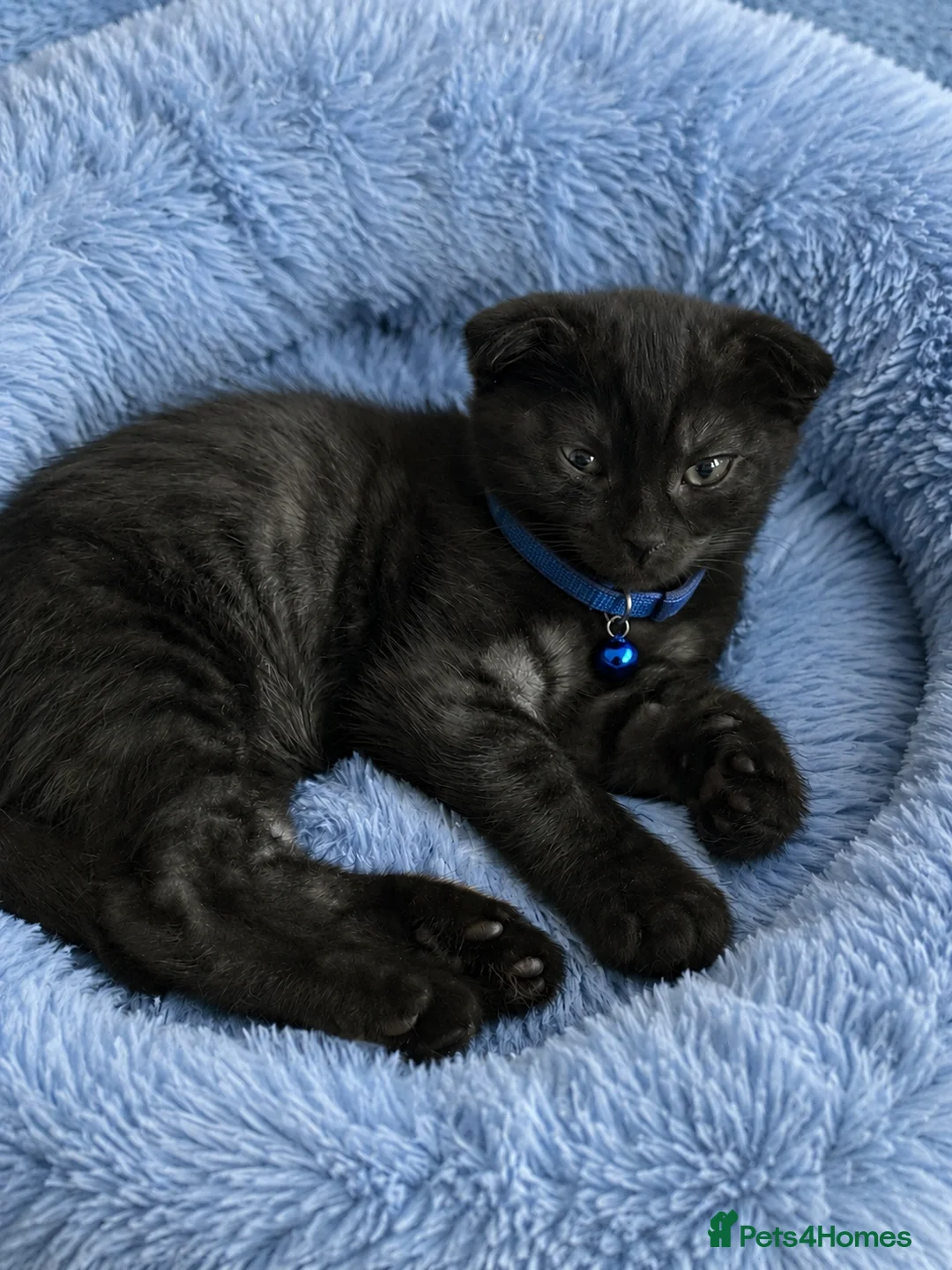Mixed Breed cats for sale: Gorgeous💙 BSH& Scottish Fold Male Kitten - Advert 1