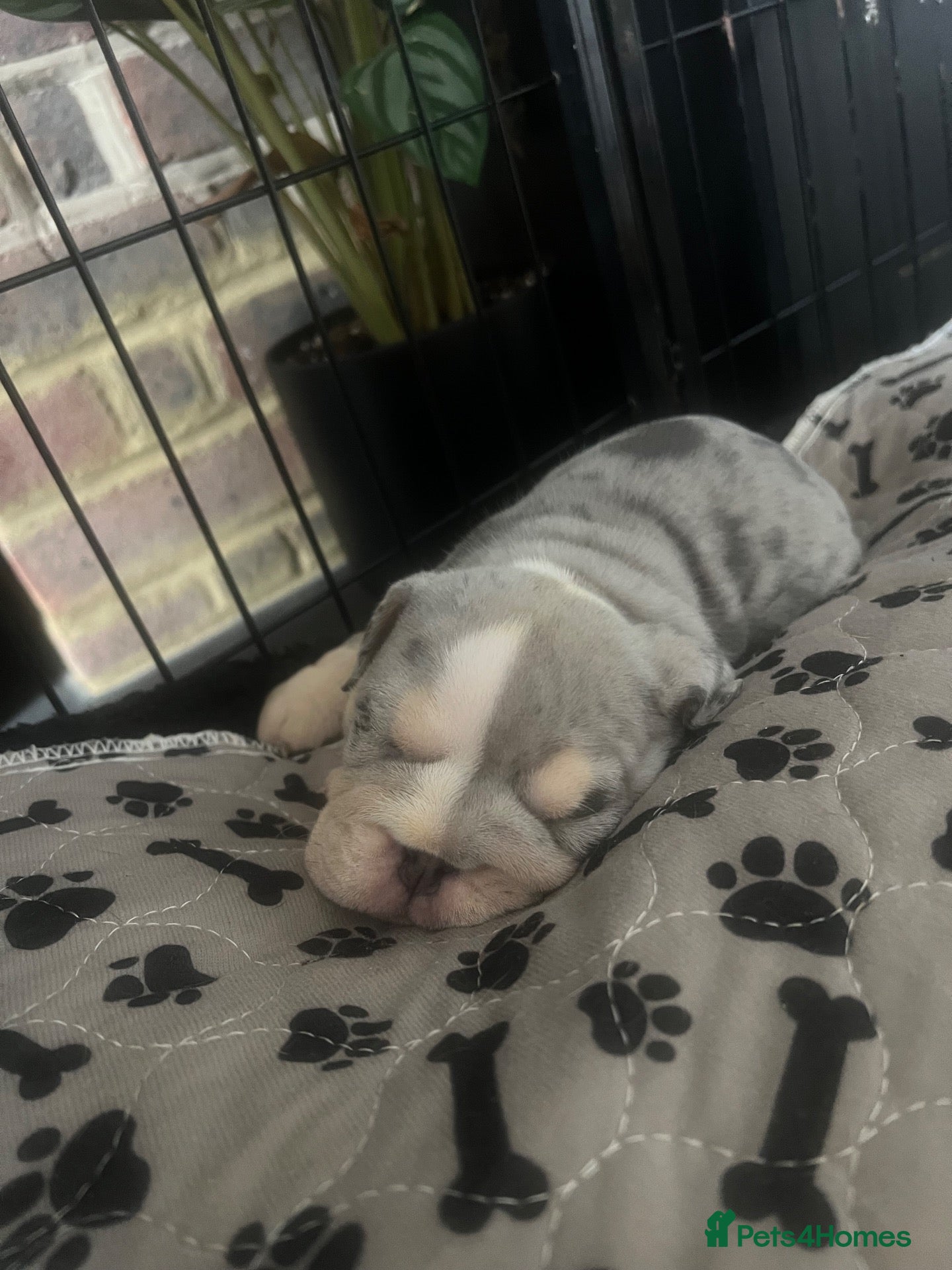 English Bulldog dogs for sale: BEAUTIFUL ENGLISH BULLDOGS  - Advert 2